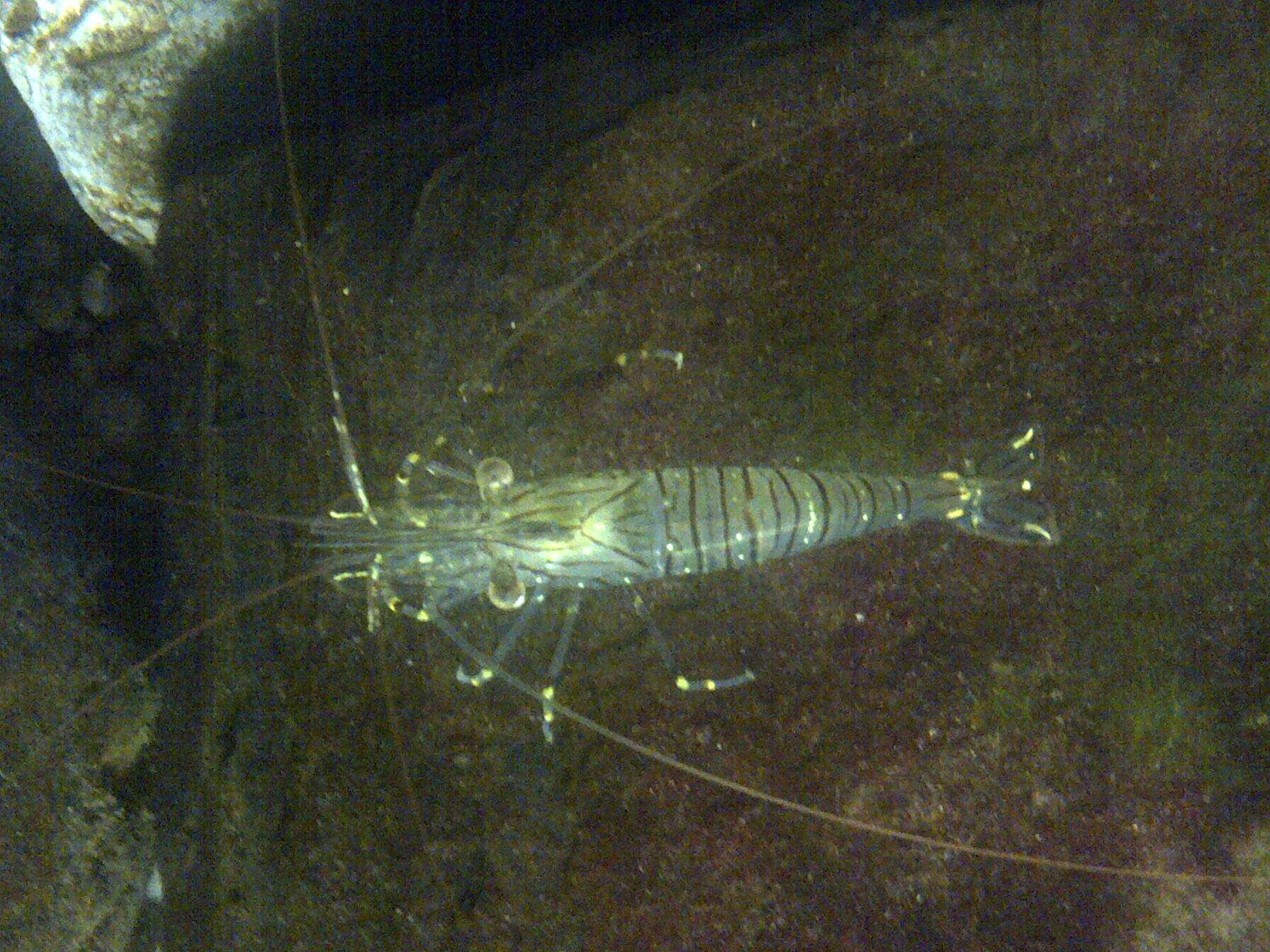 Image of Common prawn