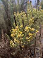 Image of Palmer's rabbitbrush