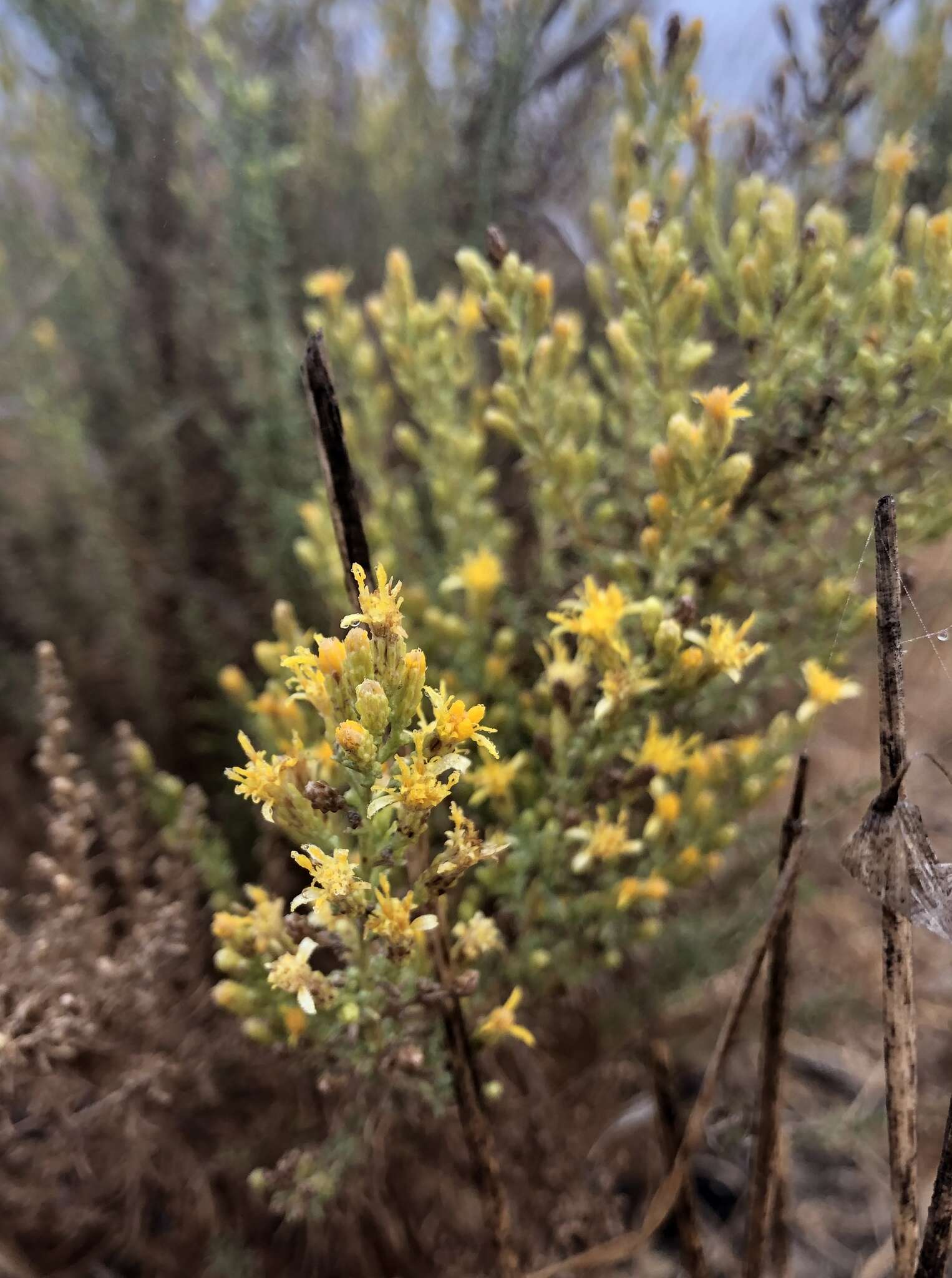 Image of Palmer's rabbitbrush