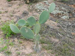 Image of Arborescent Pricklypear