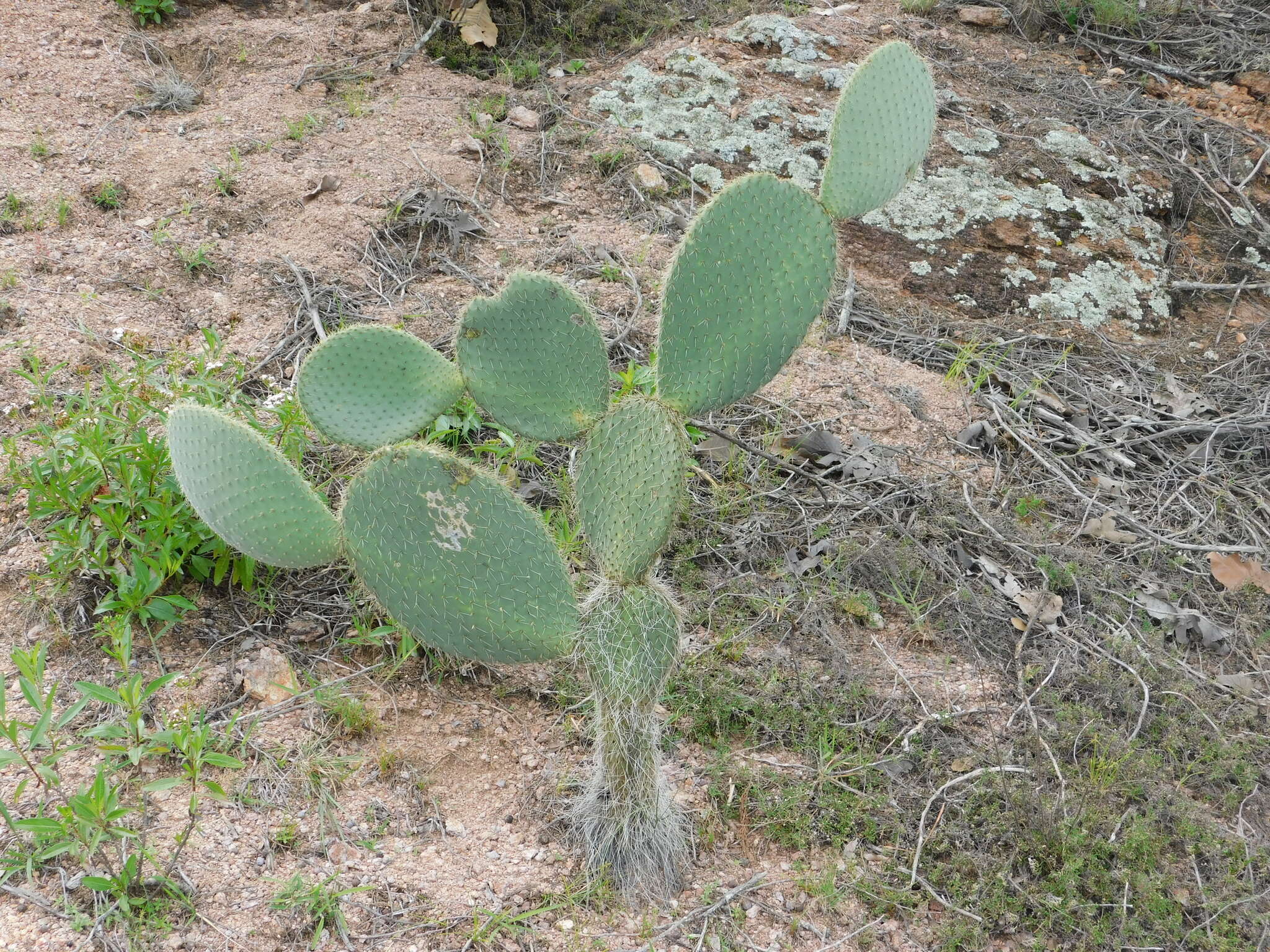 Plancia ëd Opuntia leucotricha DC.