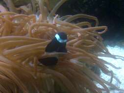 Image of Saddleback clownfish