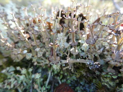 Imagem de Cladonia rappii A. Evans