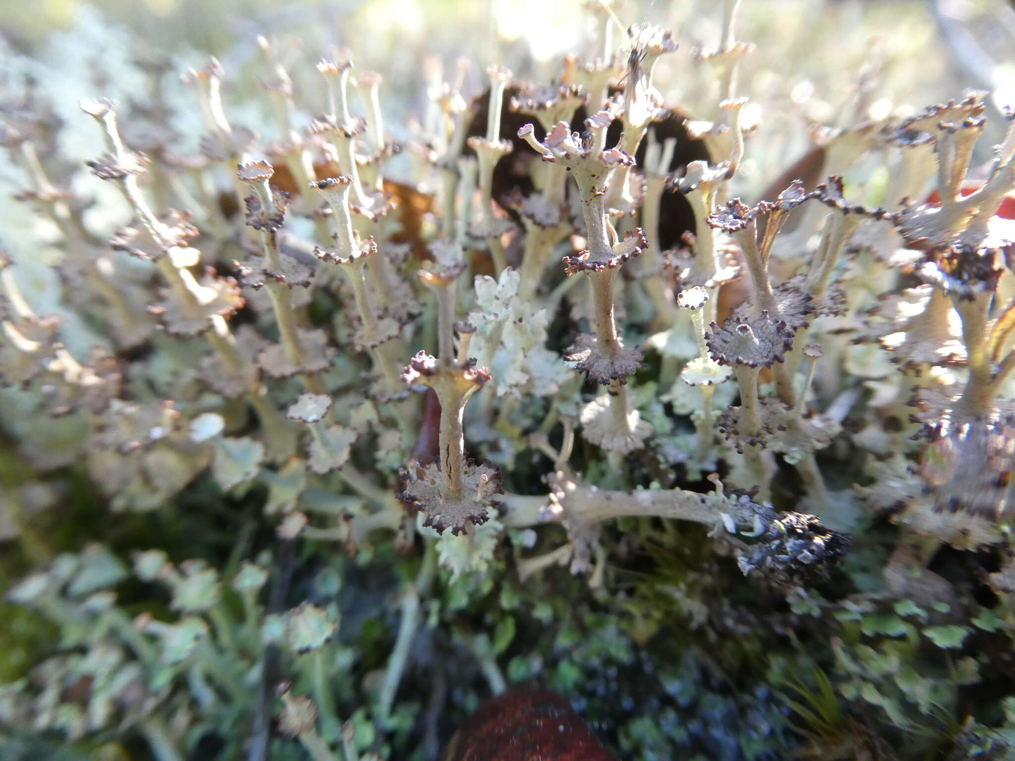 Imagem de Cladonia rappii A. Evans