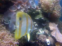 Image of Banded Longsnout Butterflyfish