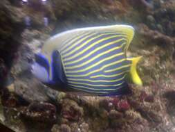 Image of Angelfish