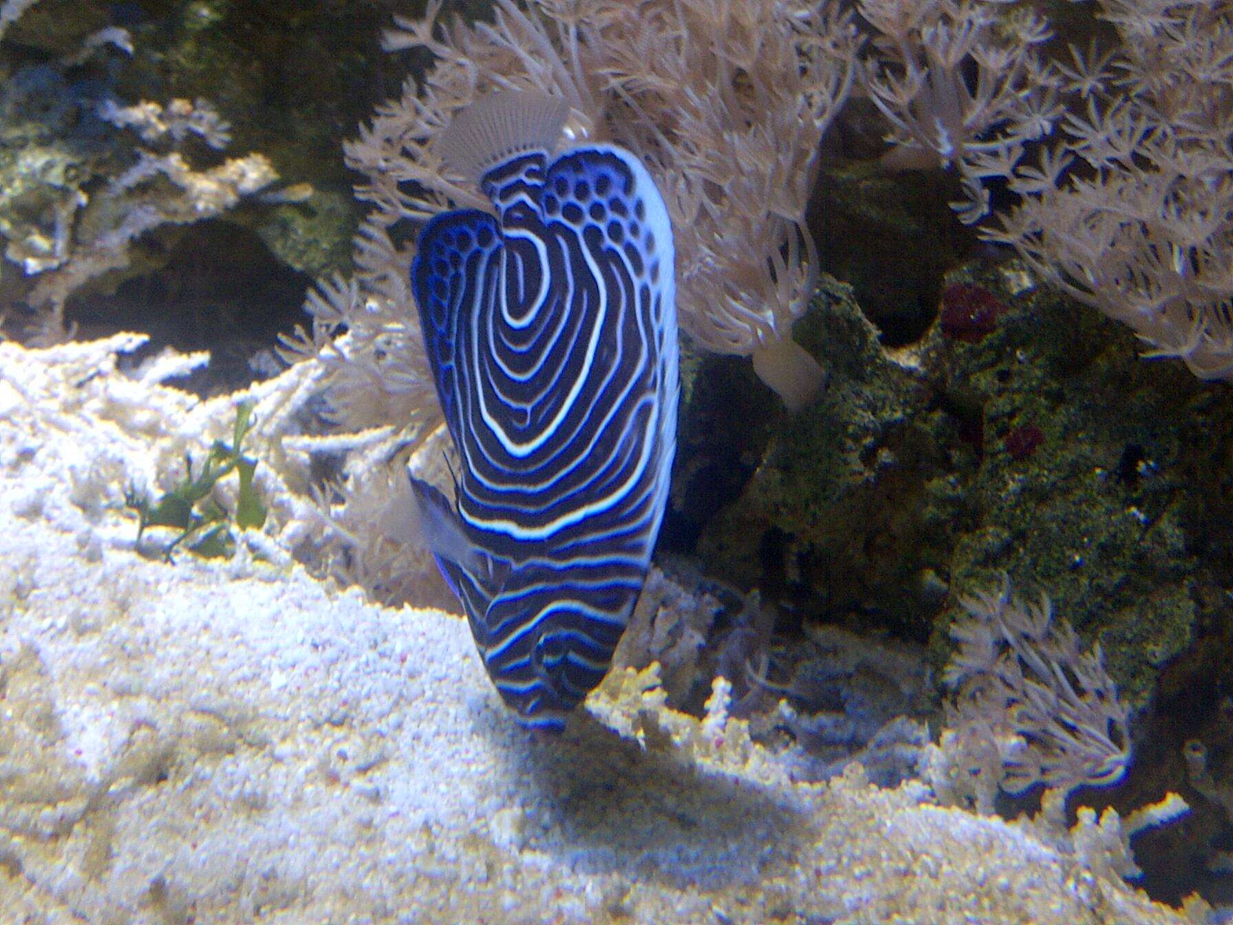 Image of Angelfish