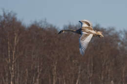 Image of Mute Swan