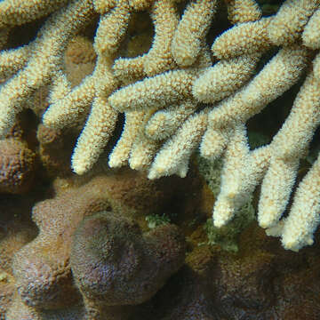 Image of Acropora solitaryensis Veron & Wallace 1984