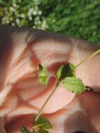 Image of Veronica opaca Fries