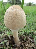 Image of Macrolepiota zeyheri Heinem. 1962