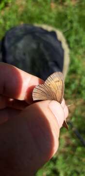 Image of Mountain Ringlet