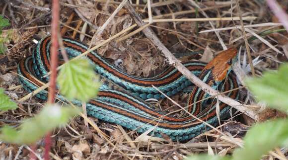 Image of San Francisco garter snake