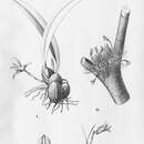 Image of Maxillaria echinophyta Barb. Rodr.