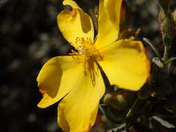 Image of Halimium lasianthum subsp. lasianthum