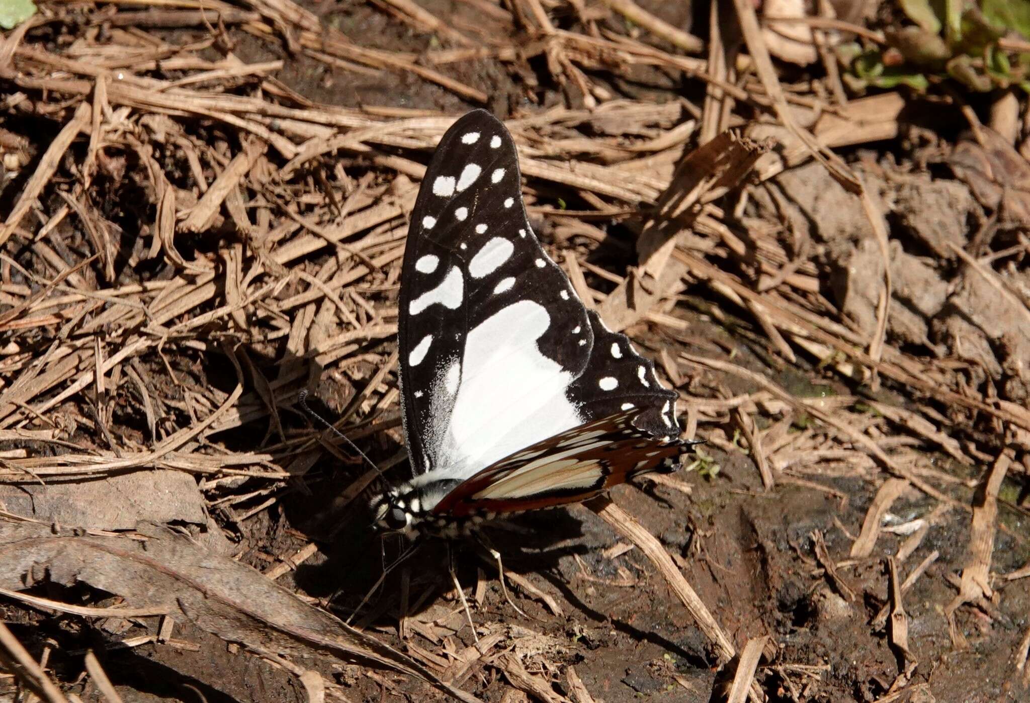 Image de <i>Graphium <i>angolanus</i></i> angolanus