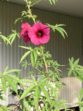 Imagem de Hibiscus cannabinus L.