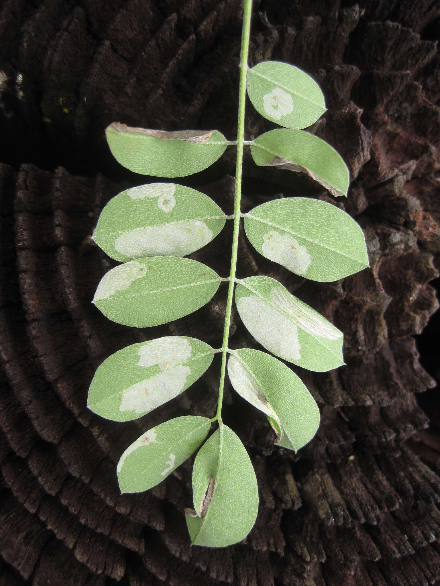 Indigofera lindheimeriana Scheele的圖片