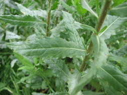 Image of Strong-smelling Inula