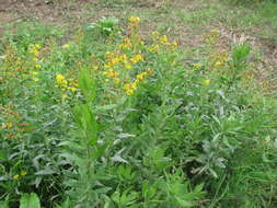 Image of Strong-smelling Inula