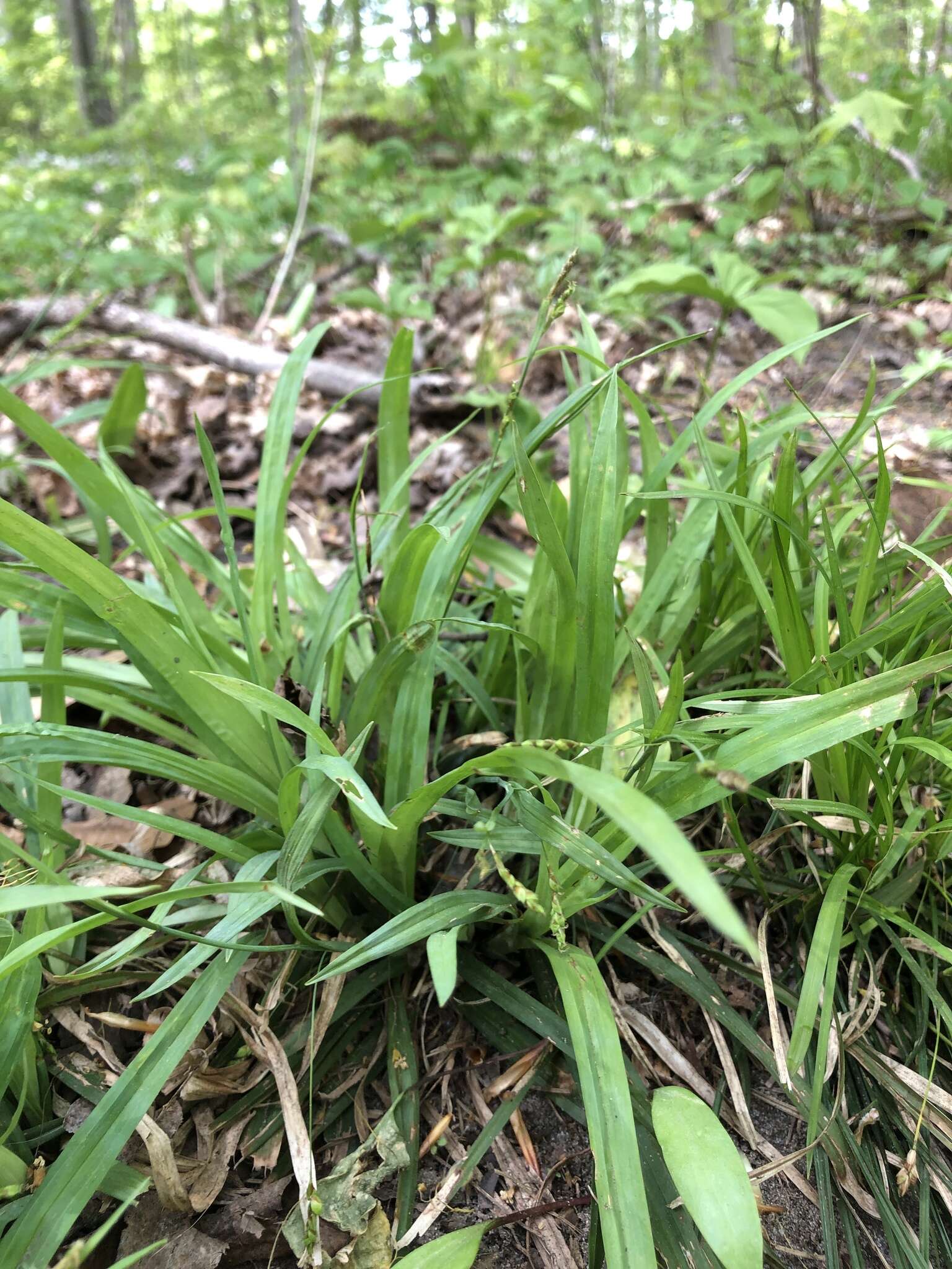 Image of spreading sedge