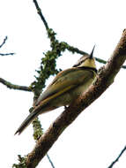 Image of White-throated Bee-eater