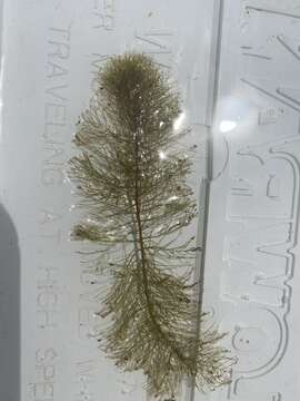 Image of Farwell's Water-Milfoil