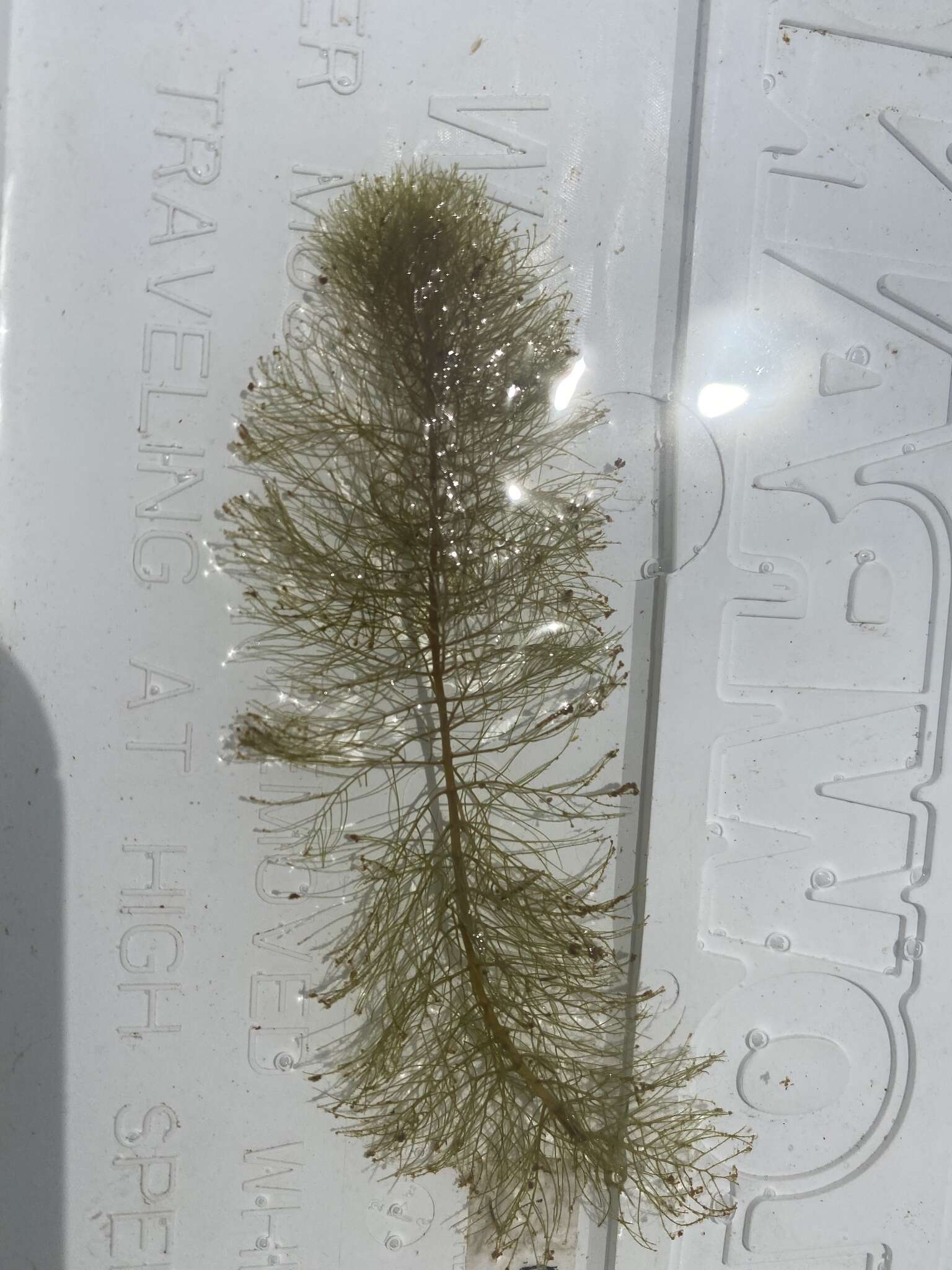 Image of Farwell's Water-Milfoil