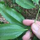 Image of Ripogonum album R. Br.