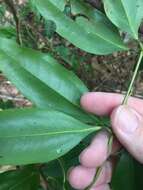 Image of Ripogonum album R. Br.