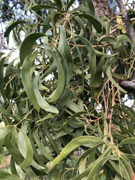 Image of screw-pod wattle