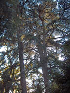 Image of Deodar cedar