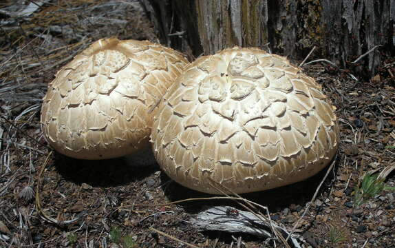 Image of Neolentinus ponderosus (O. K. Mill.) Redhead & Ginns 1985