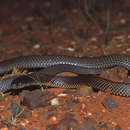 صورة Pseudechis australis (Gray 1842)