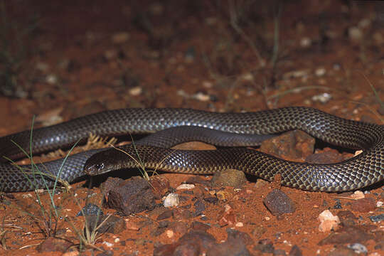 Plancia ëd Pseudechis australis (Gray 1842)