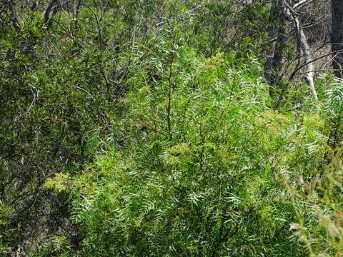 Image of Peruvian peppertree