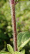 Image of Pogostemon auricularius (L.) Hassk.