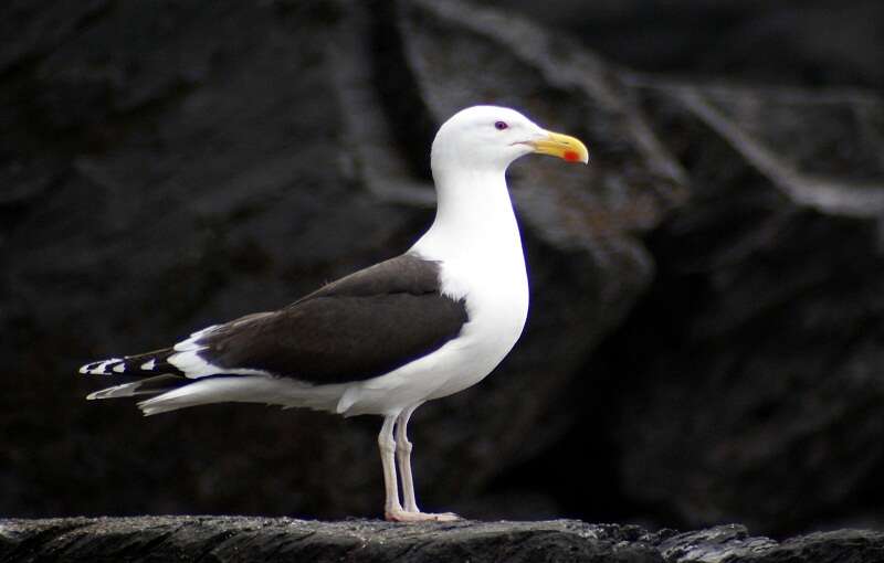 Image of Great Black-backed Gull