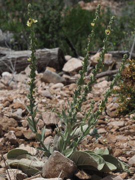Image of Verbascum rotundifolium subsp. haenseleri (Boiss.) Murb.