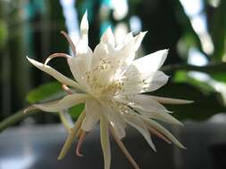 Image of Epiphyllum pumilum Britton & Rose