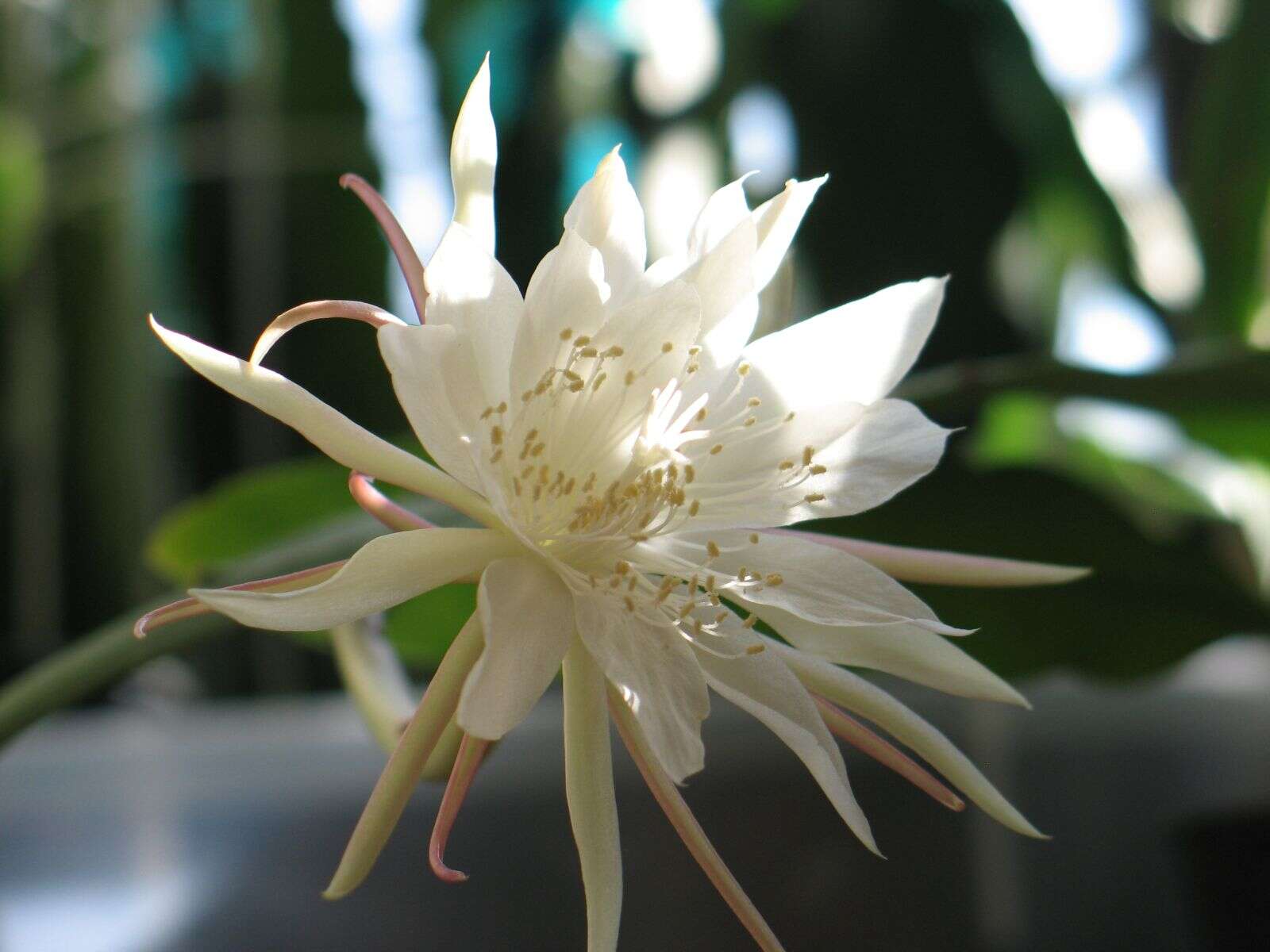 Image of Epiphyllum pumilum Britton & Rose