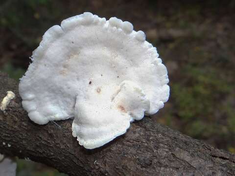 Image of Tyromyces chioneus (Fr.) P. Karst. 1881