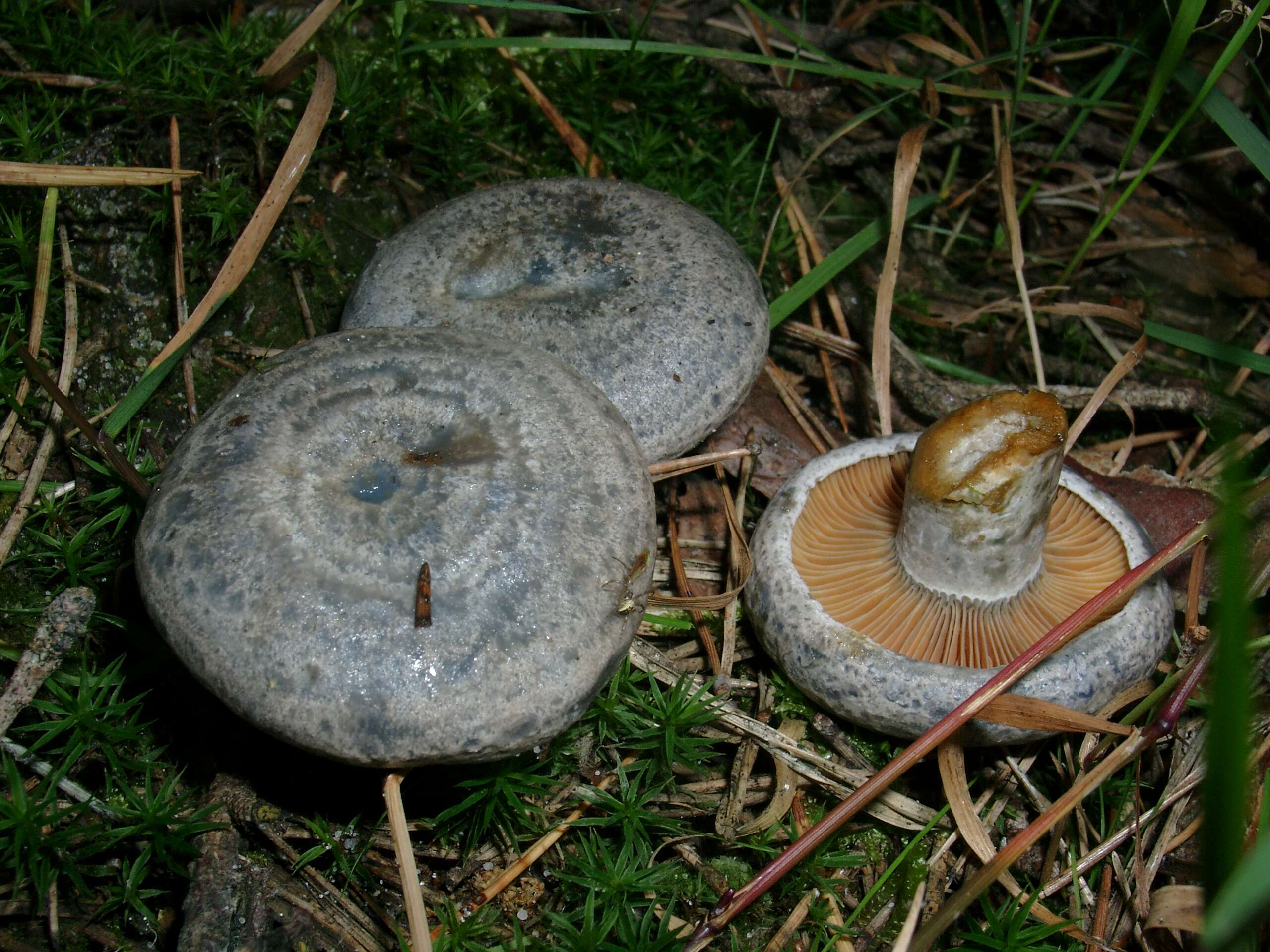 Image of Lactarius quieticolor Romagn. 1958