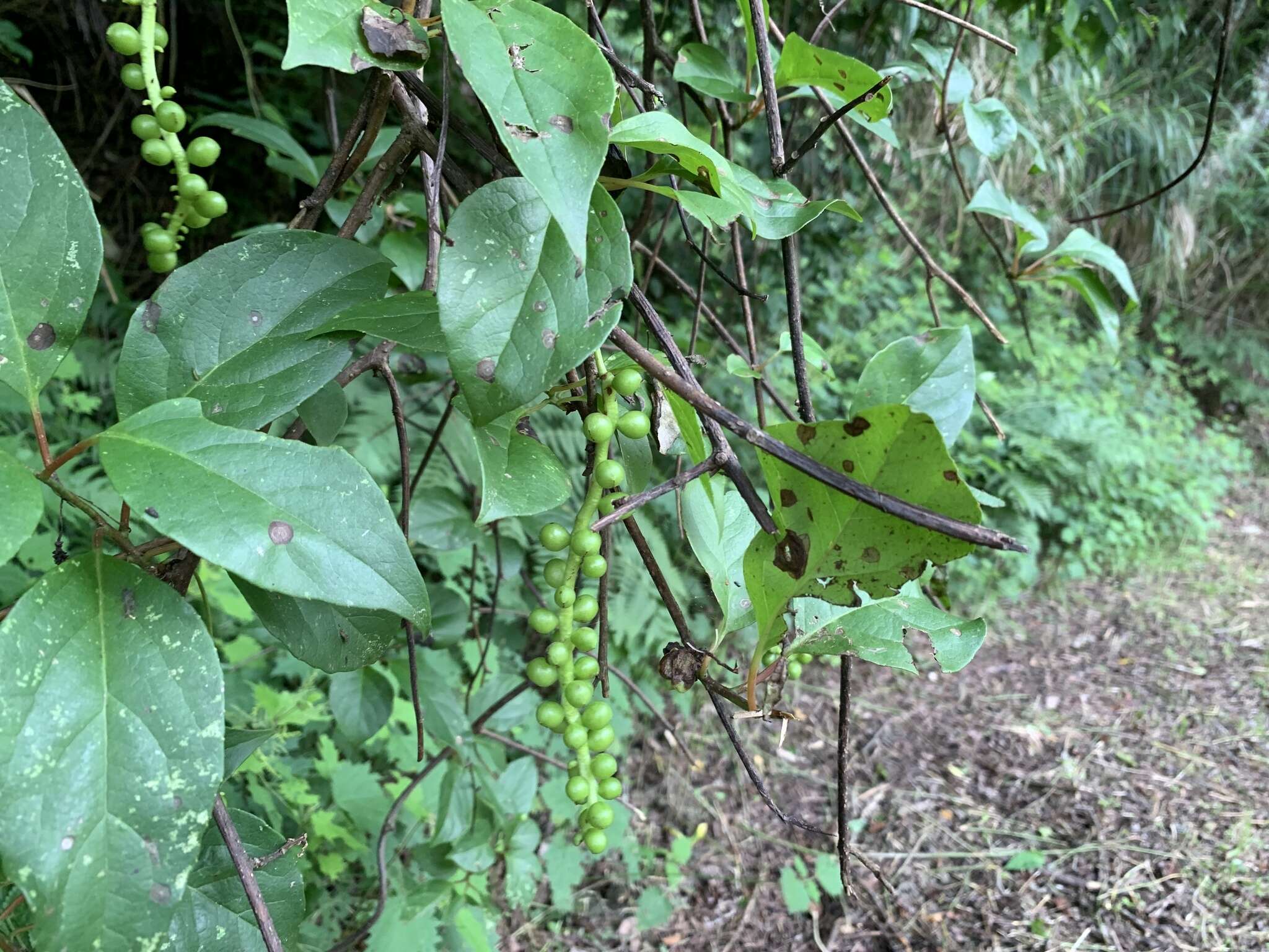 Image of Schisandra arisanensis Hayata