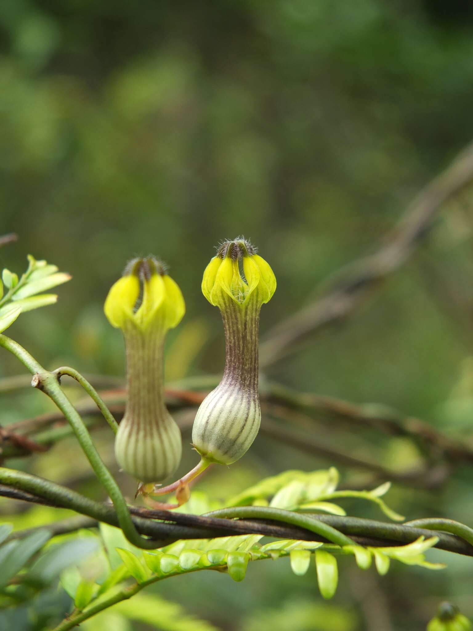 Image of Ceropegia candelabrum subsp. candelabrum