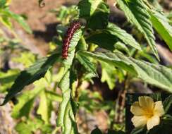 Imagem de Turnera ulmifolia L.