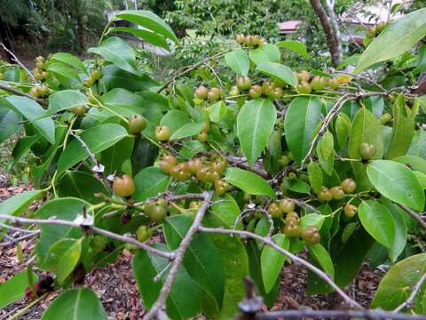 Image of Weeping Cleistanthus