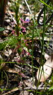 Image of Desmocladus fasciculatus (R. Br.) B. G. Briggs & L. A. S. Johnson