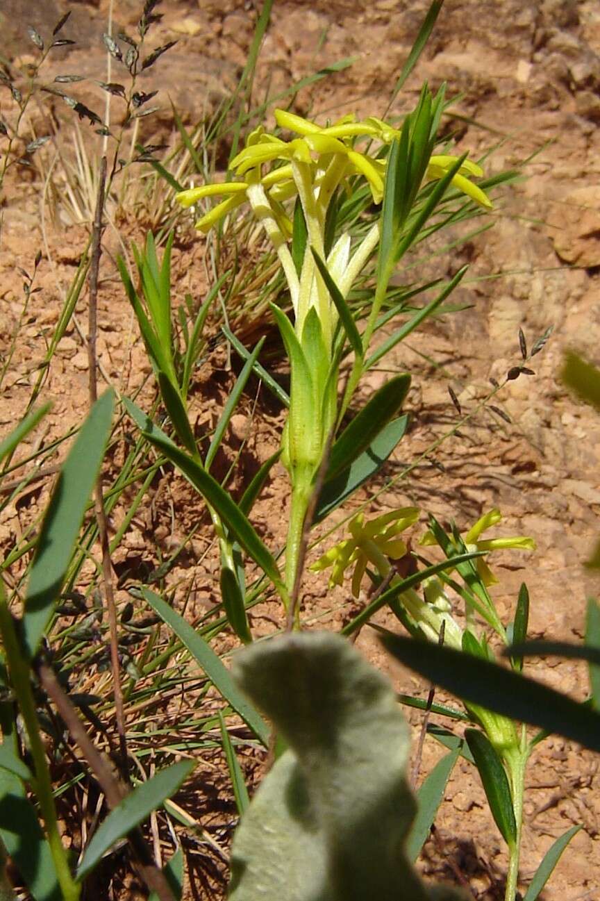 Image de Gnidia caffra Meissn.