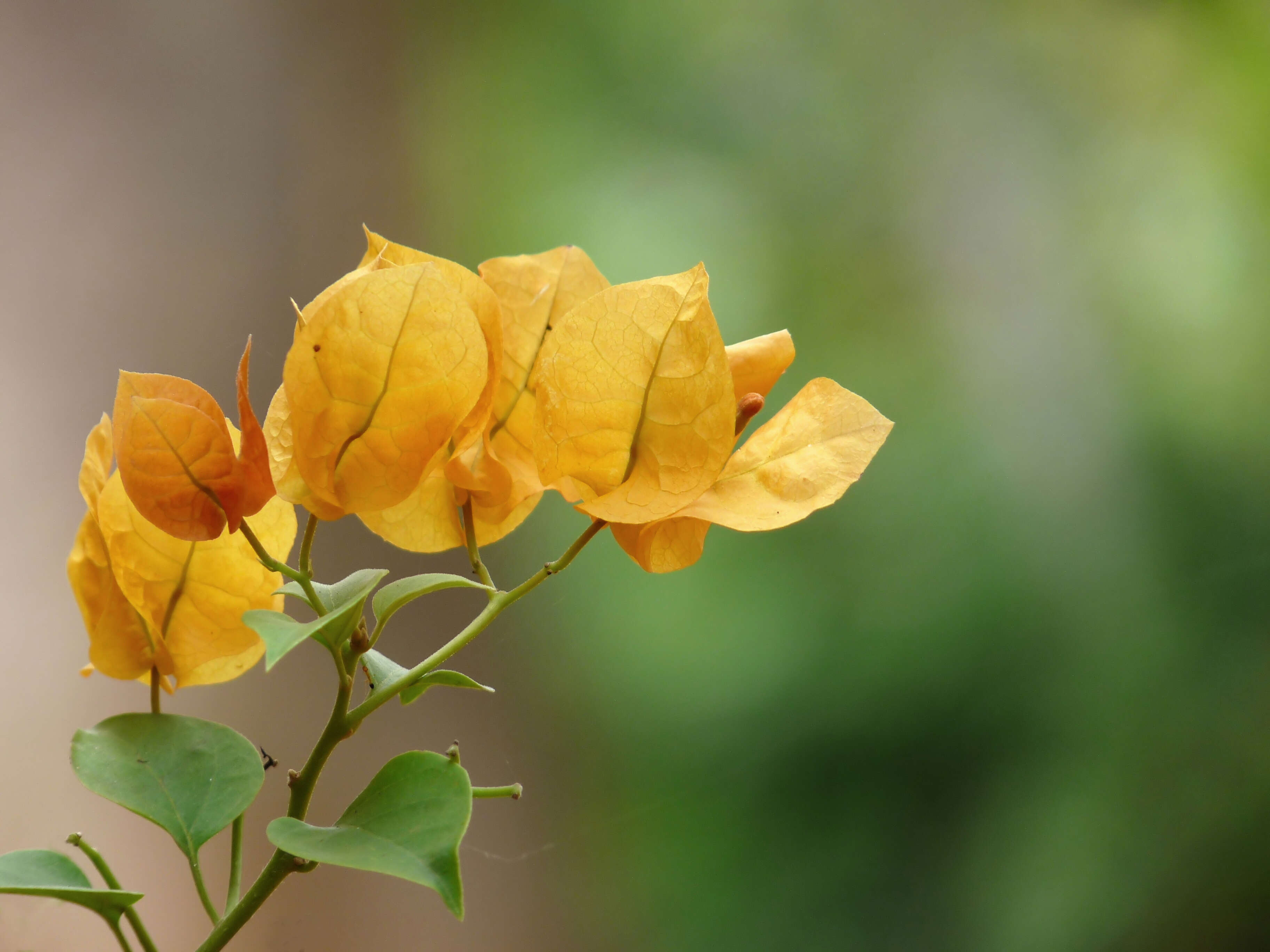 Image of paperflower